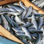 pescados ricos en hierro