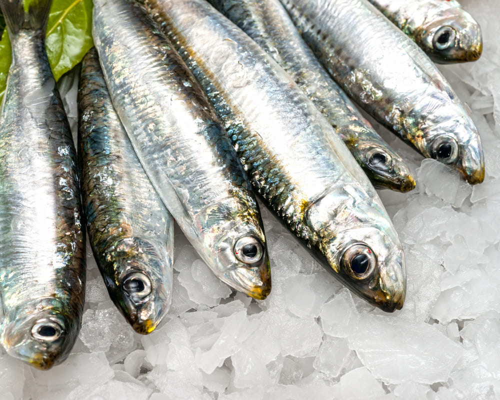 sardinas frescas