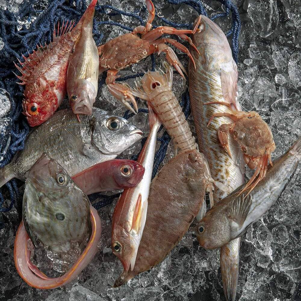 tipos de pescados de roca