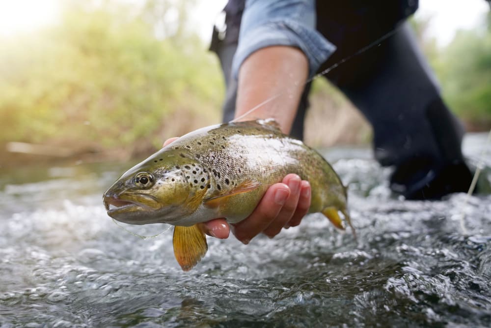 trucha, pez bajo en mercurio