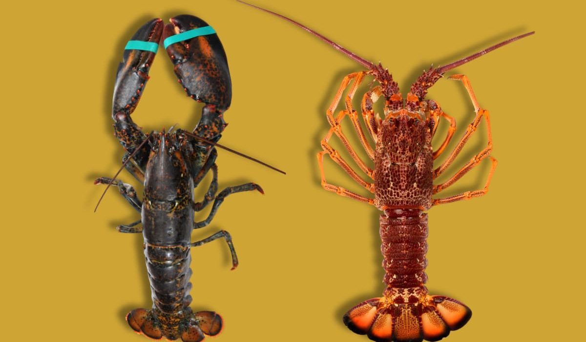 diferencias entre bogavante y langosta