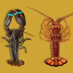 diferencias entre bogavante y langosta