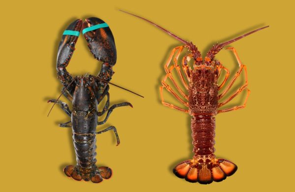 diferencias entre bogavante y langosta