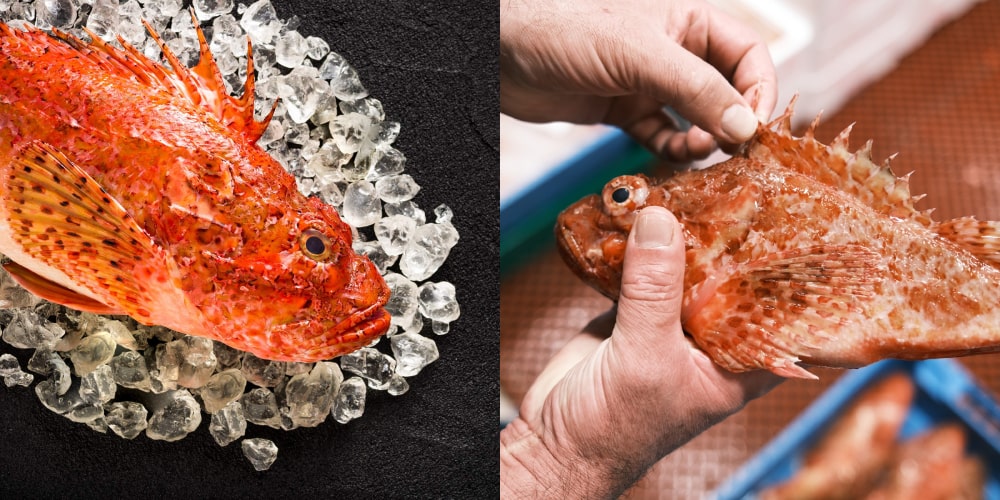 cabracho o gallineta