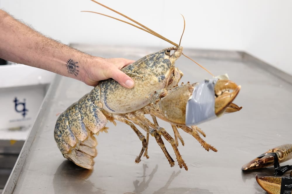 características del bogavante