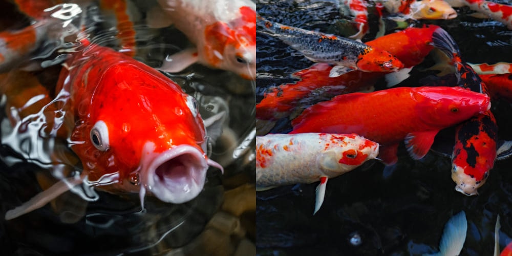 carpa koi