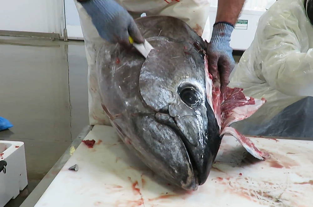 carrillera o carrillada del atún