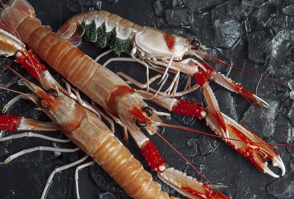 cigalas frescas de temporada