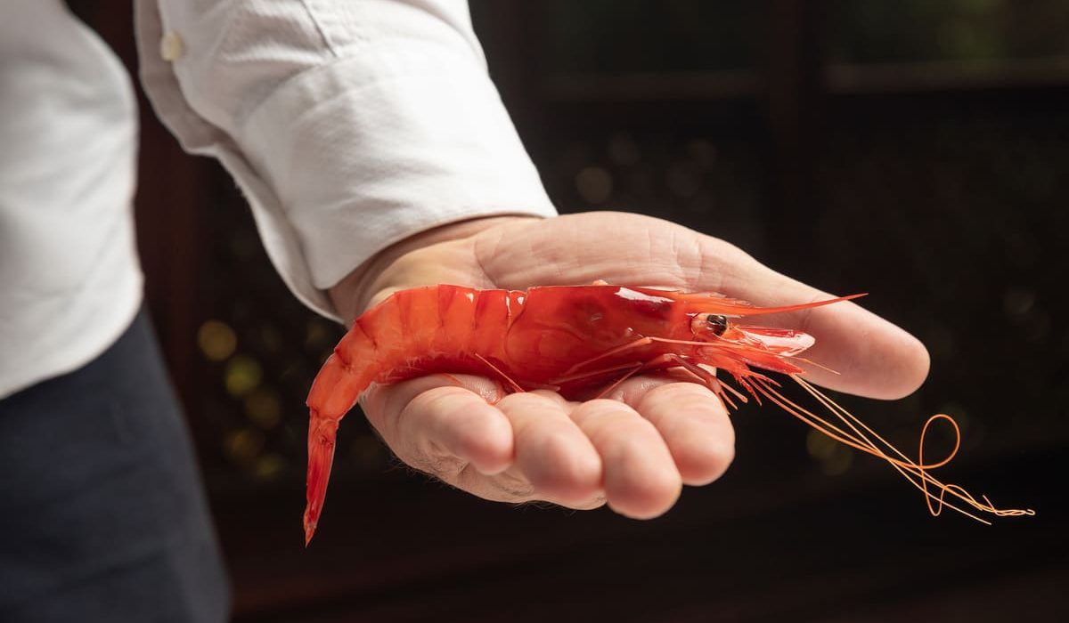 cuánto pesa una gamba