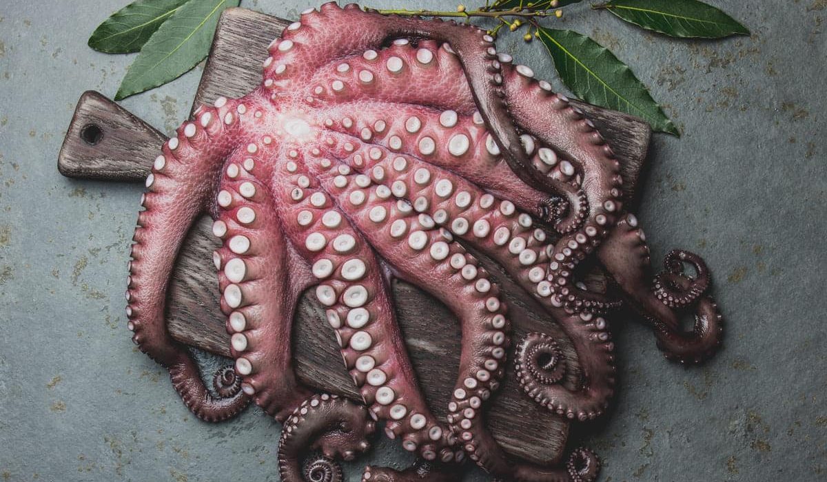 cuánto pesa un pulpo