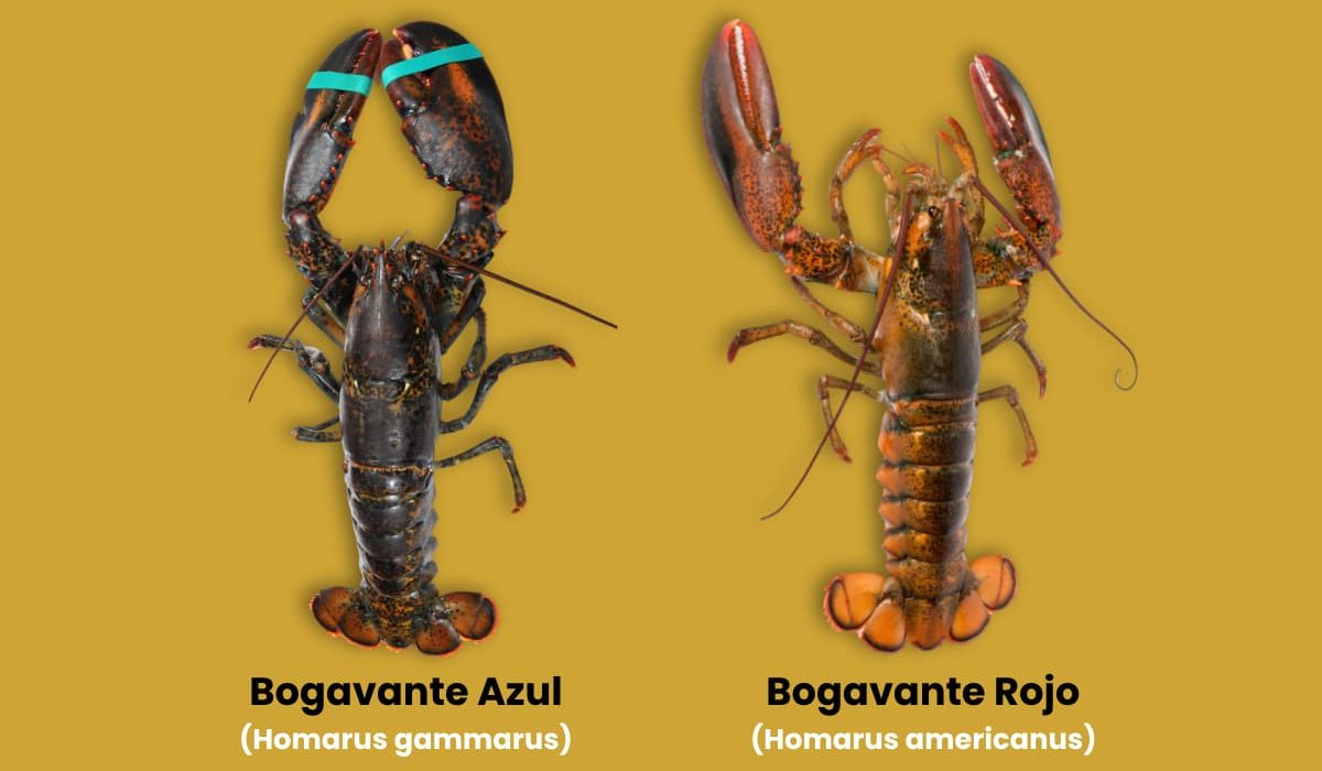 diferencias entre bogavante azul y rojo