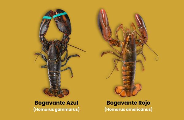 diferencias entre bogavante azul y rojo