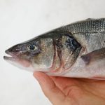 diferencias entre pescado salvaje y de piscifactoría