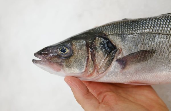 diferencias entre pescado salvaje y de piscifactoría