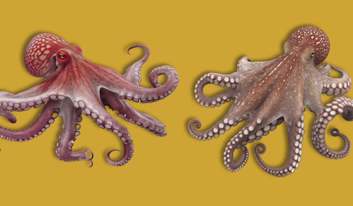 Diferencias pulpo gallego y marroquí