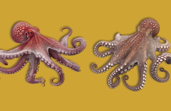 Diferencias pulpo gallego y marroquí