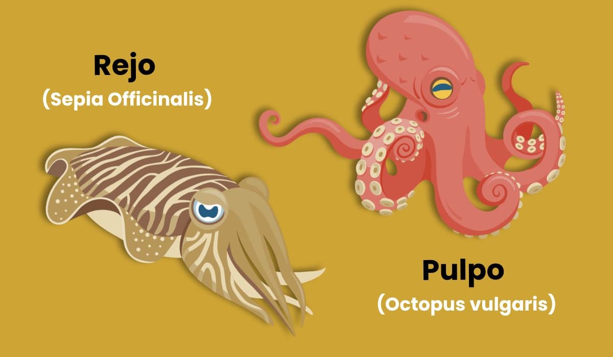 diferencias entre rejo y pulpo