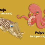 diferencias entre rejo y pulpo