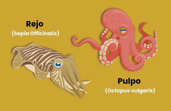 diferencias entre rejo y pulpo