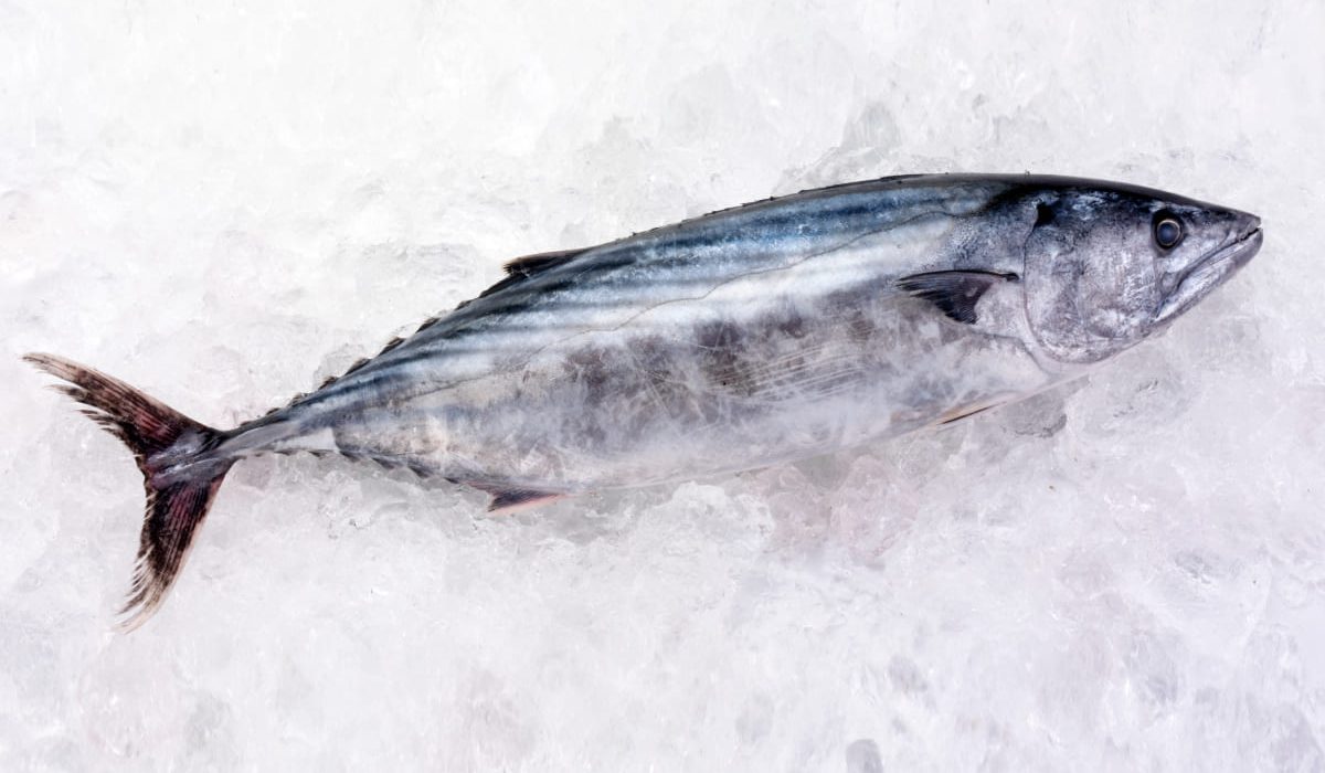 lista de pescados azules y sus propiedades