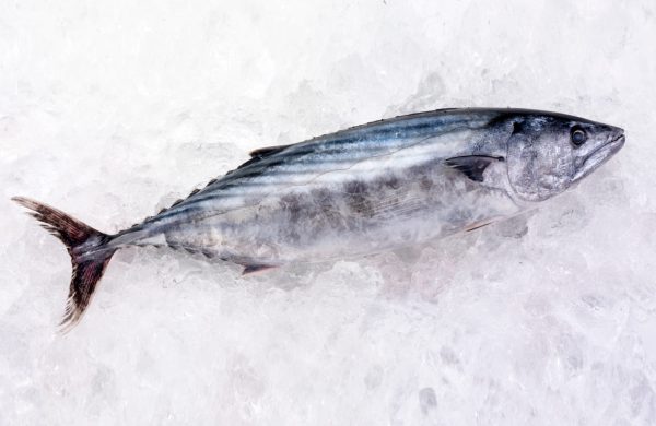 lista de pescados azules y sus propiedades