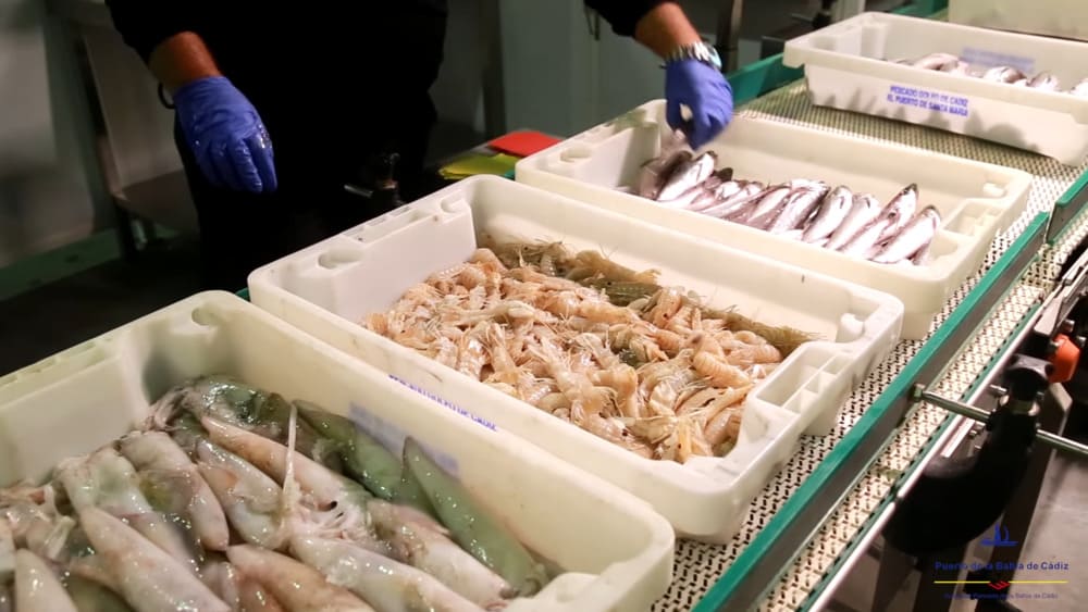 lonja del Puerto de Cádiz