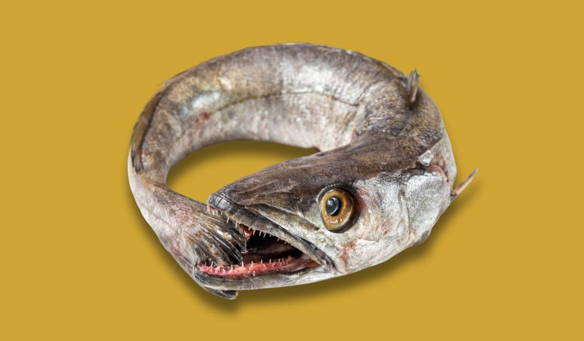 características merluza de pincho