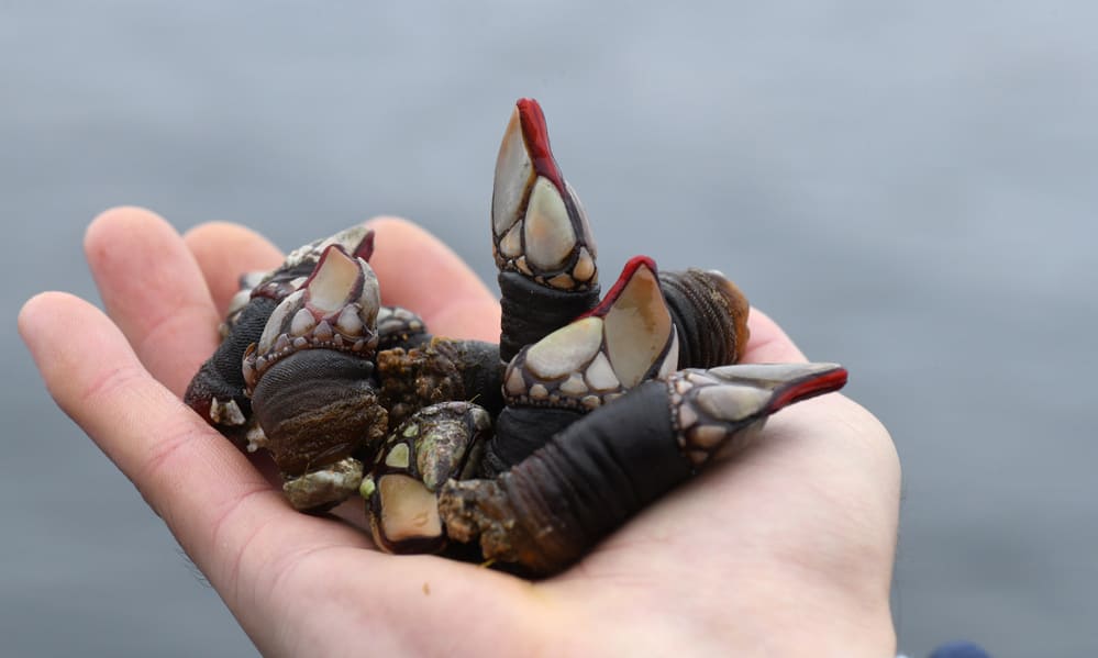 percebes frescos de temporada