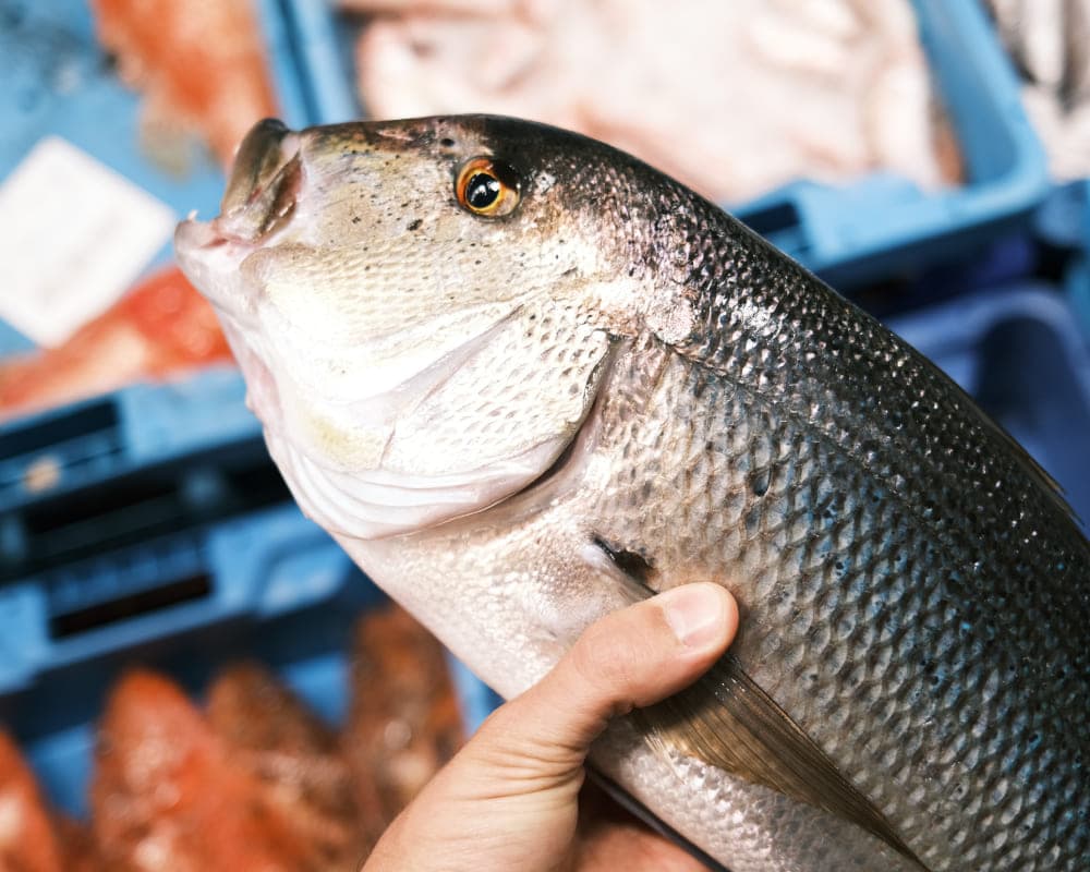 pescado de lonja