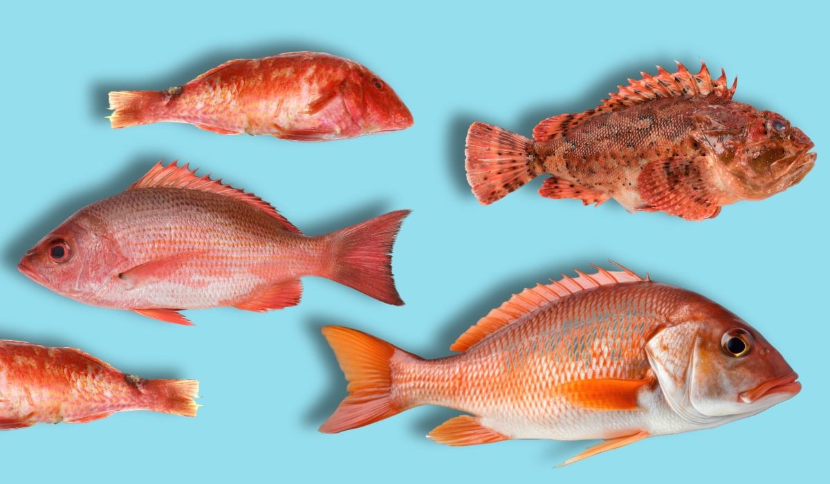 nombres de pescado rojo