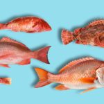 nombres de pescado rojo