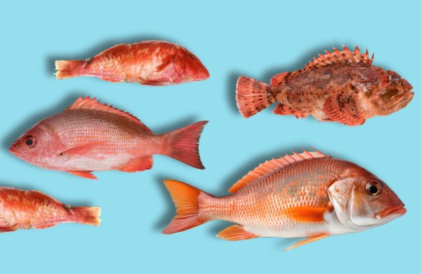 nombres de pescado rojo