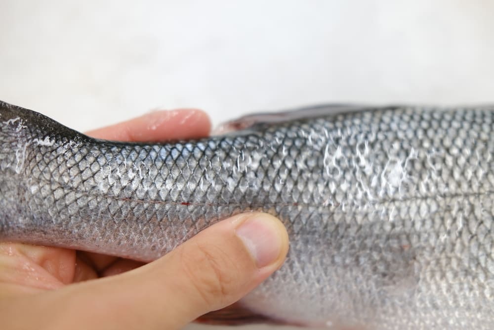 escamas de la lubina