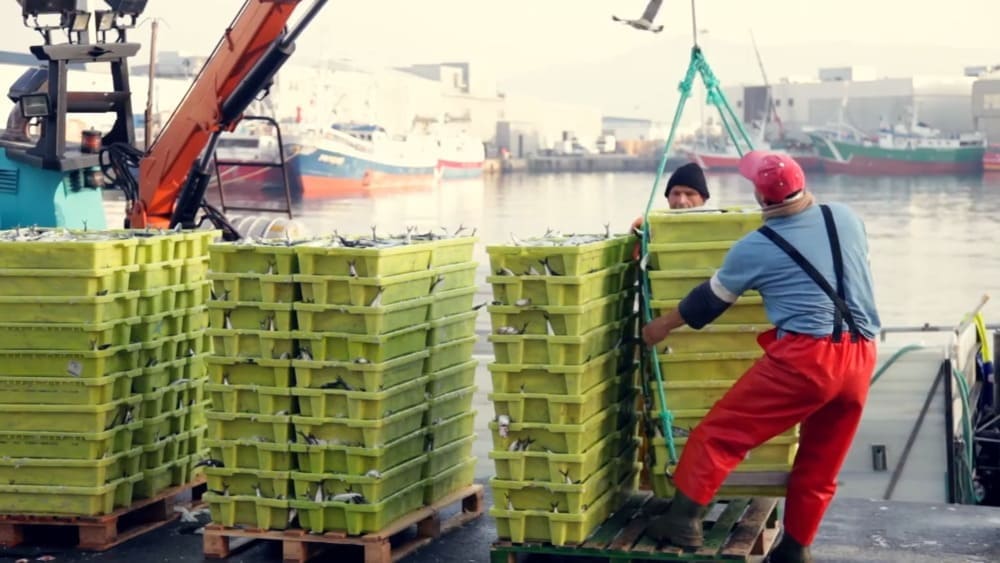 pescadores en el puerto de Vigo