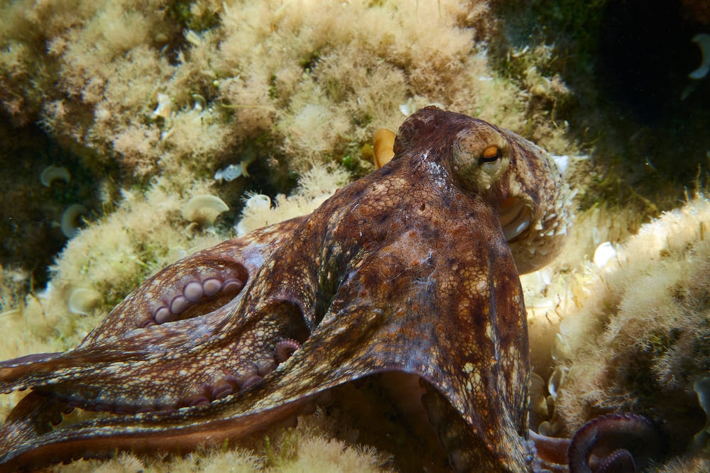 pulpo gallego