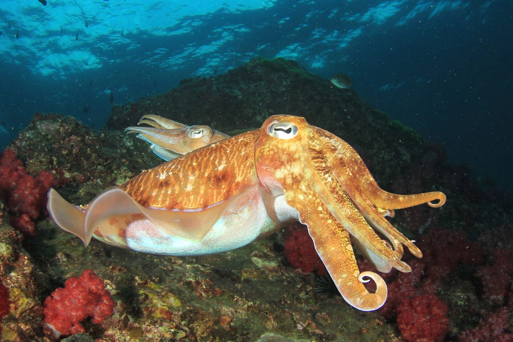 características del rejo