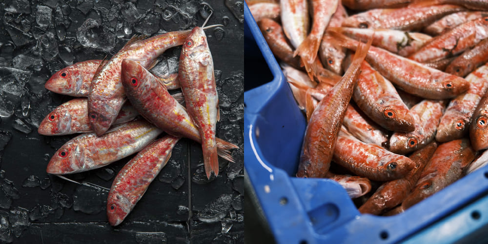 salmonetes de color rojizo