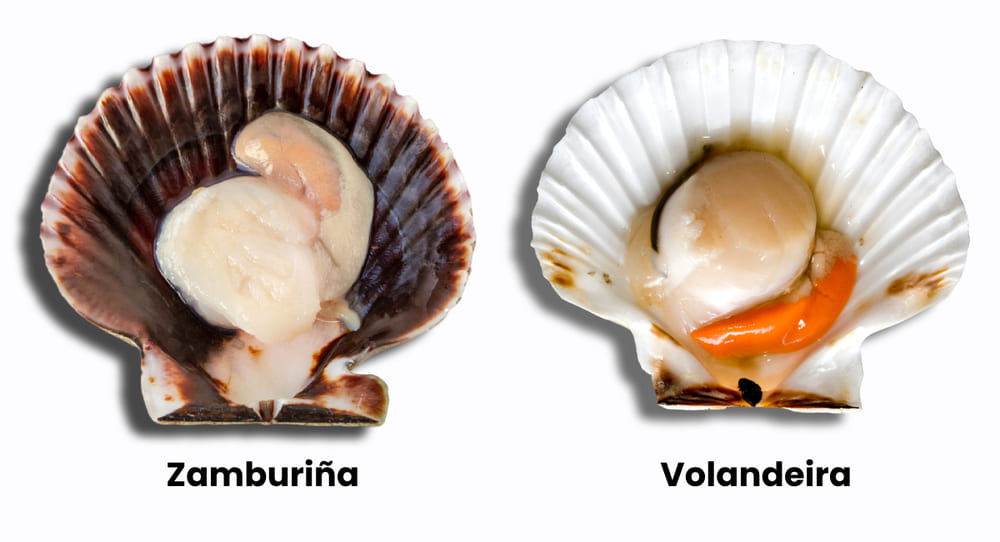 zamburiñas vs volandeiras