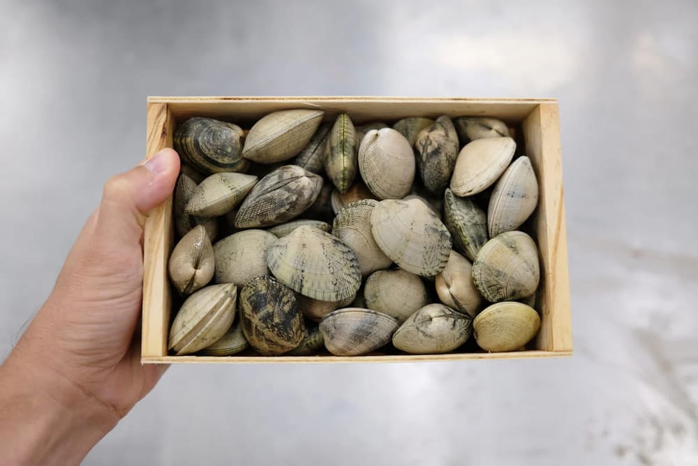 almejas frescas y vivas