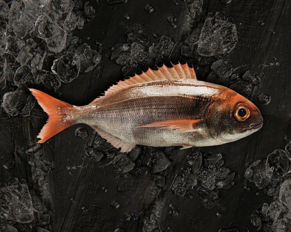 alternativa a la dorada