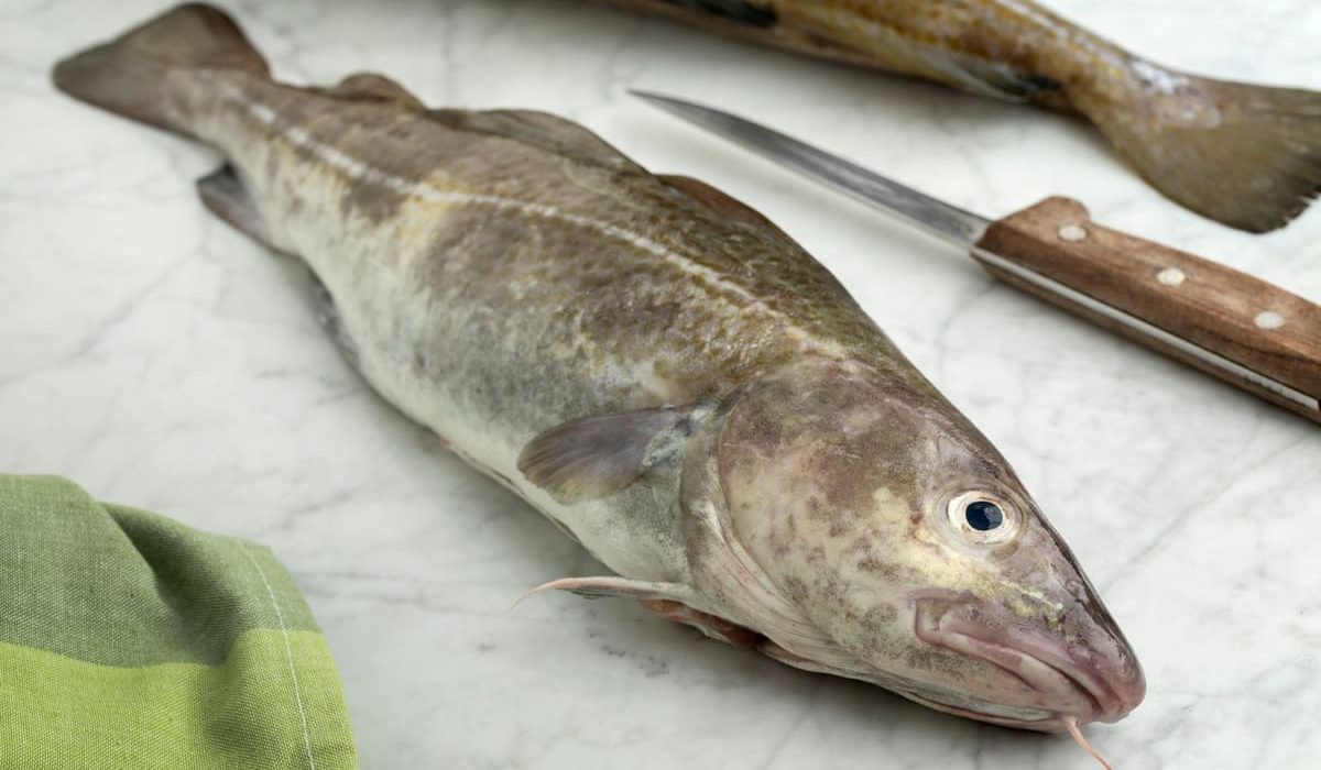 bacalao pescado blanco