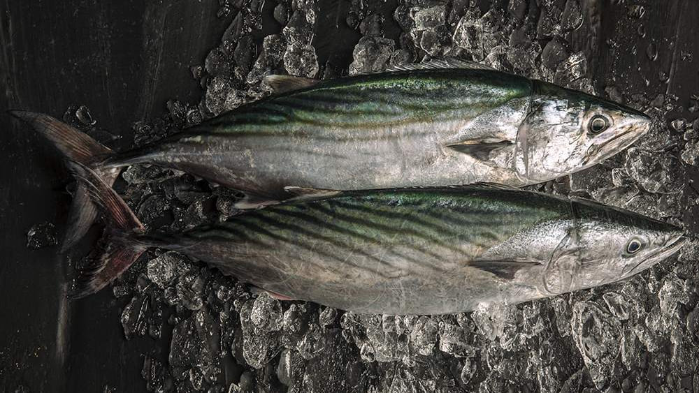 túnidos más rápidos