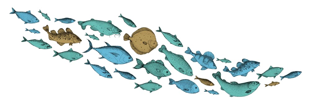 clasificación de los peces