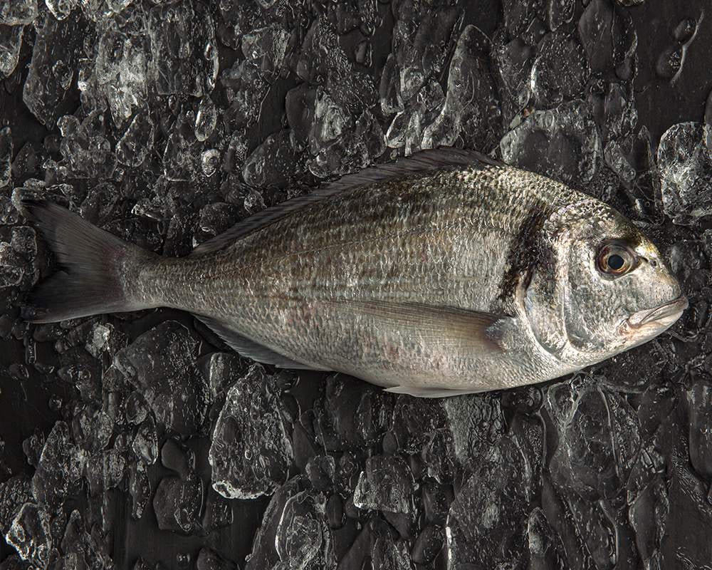 dorada pescado blanco
