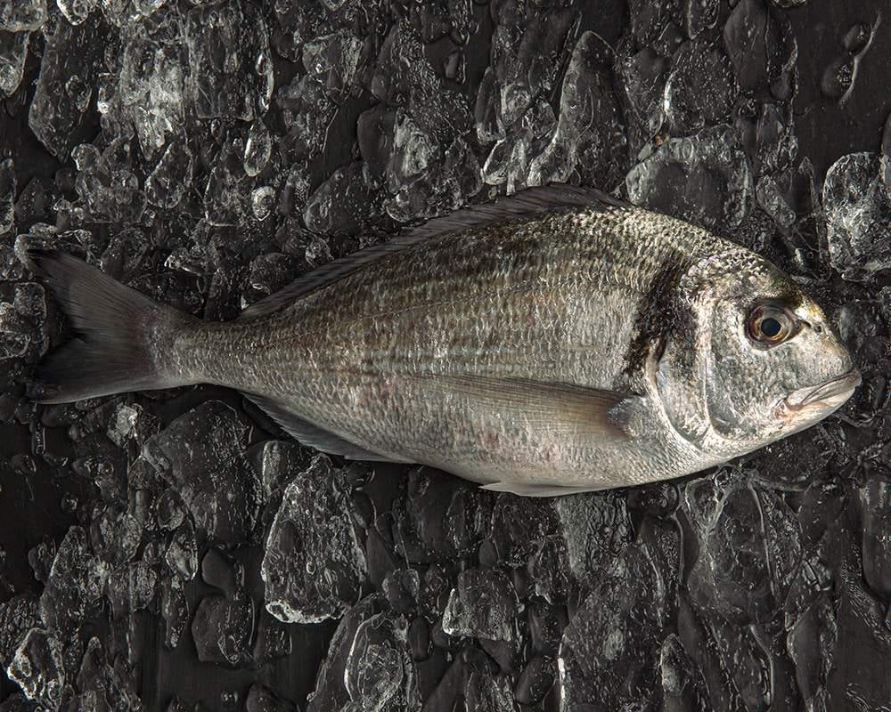 pescado dorada similar corvina