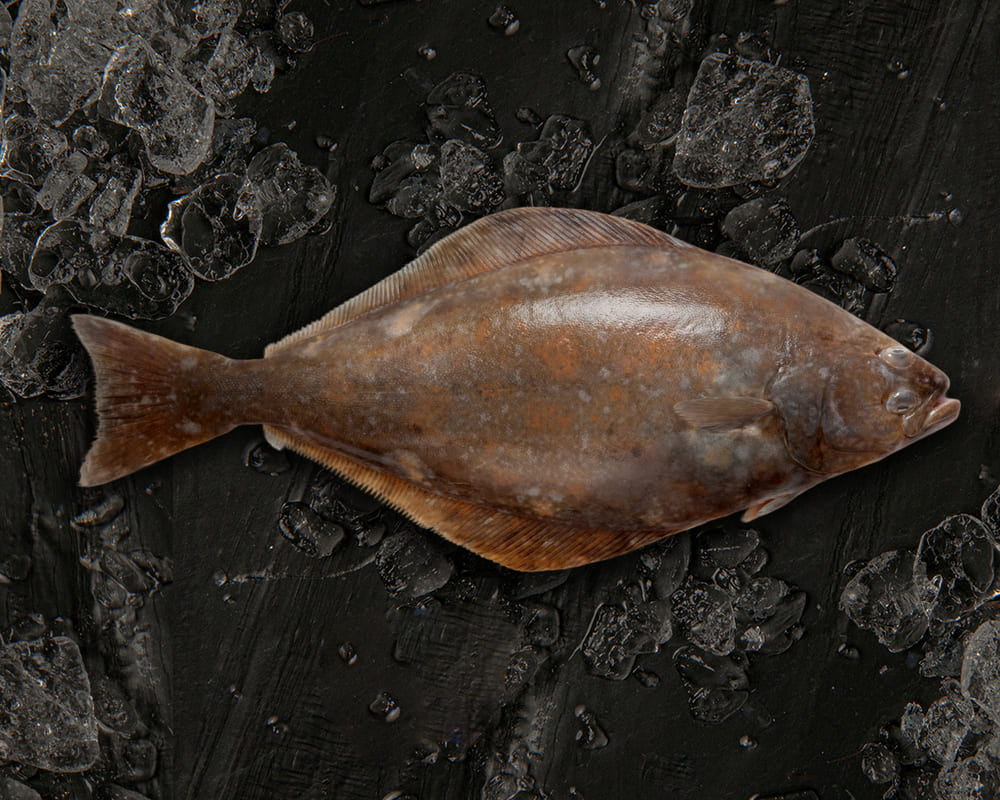 fletán o Halibut