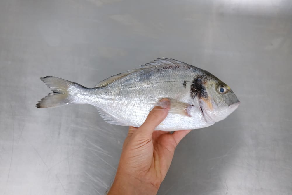 interpretar sueños con pescado