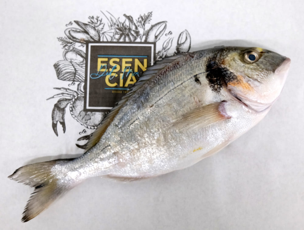 pescados parecidos corvina