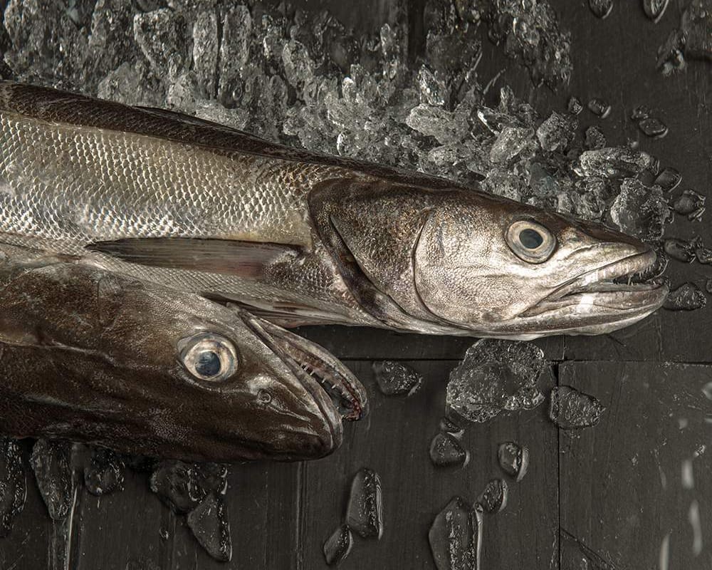 merluza alternativa corvina