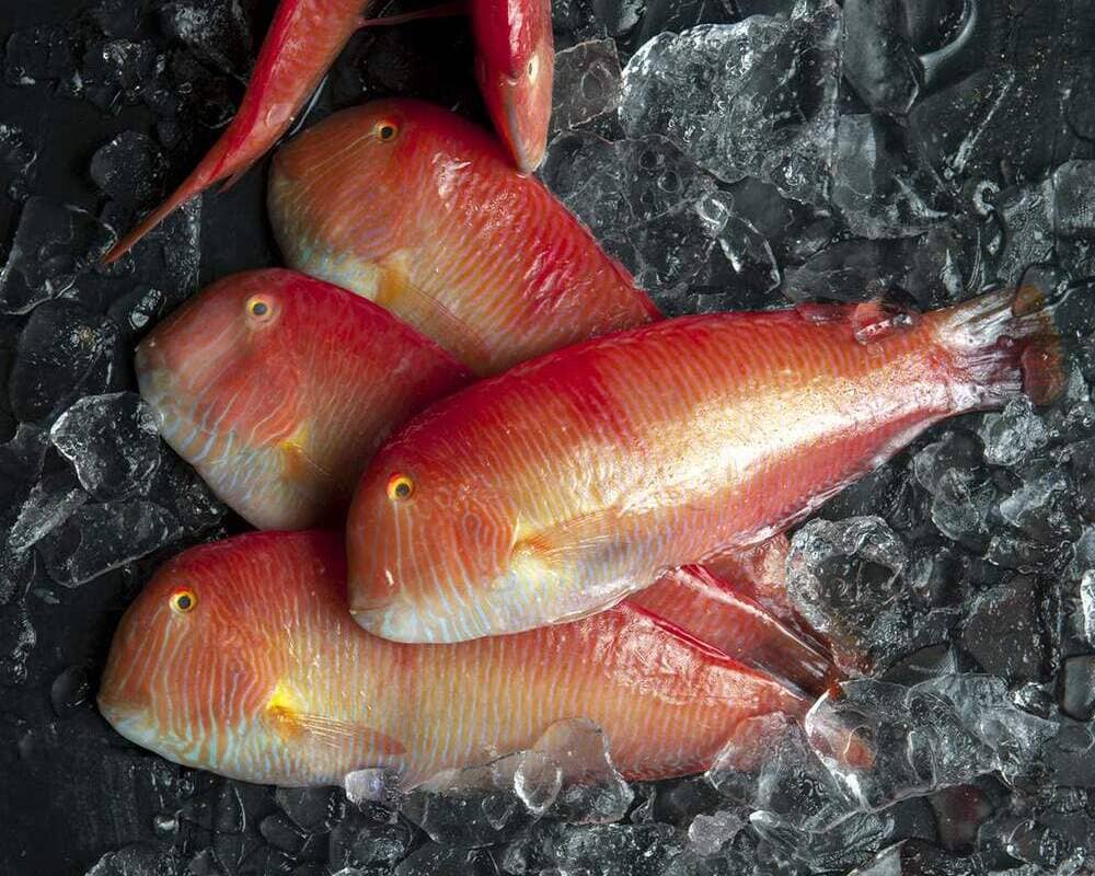 soñar peces colores